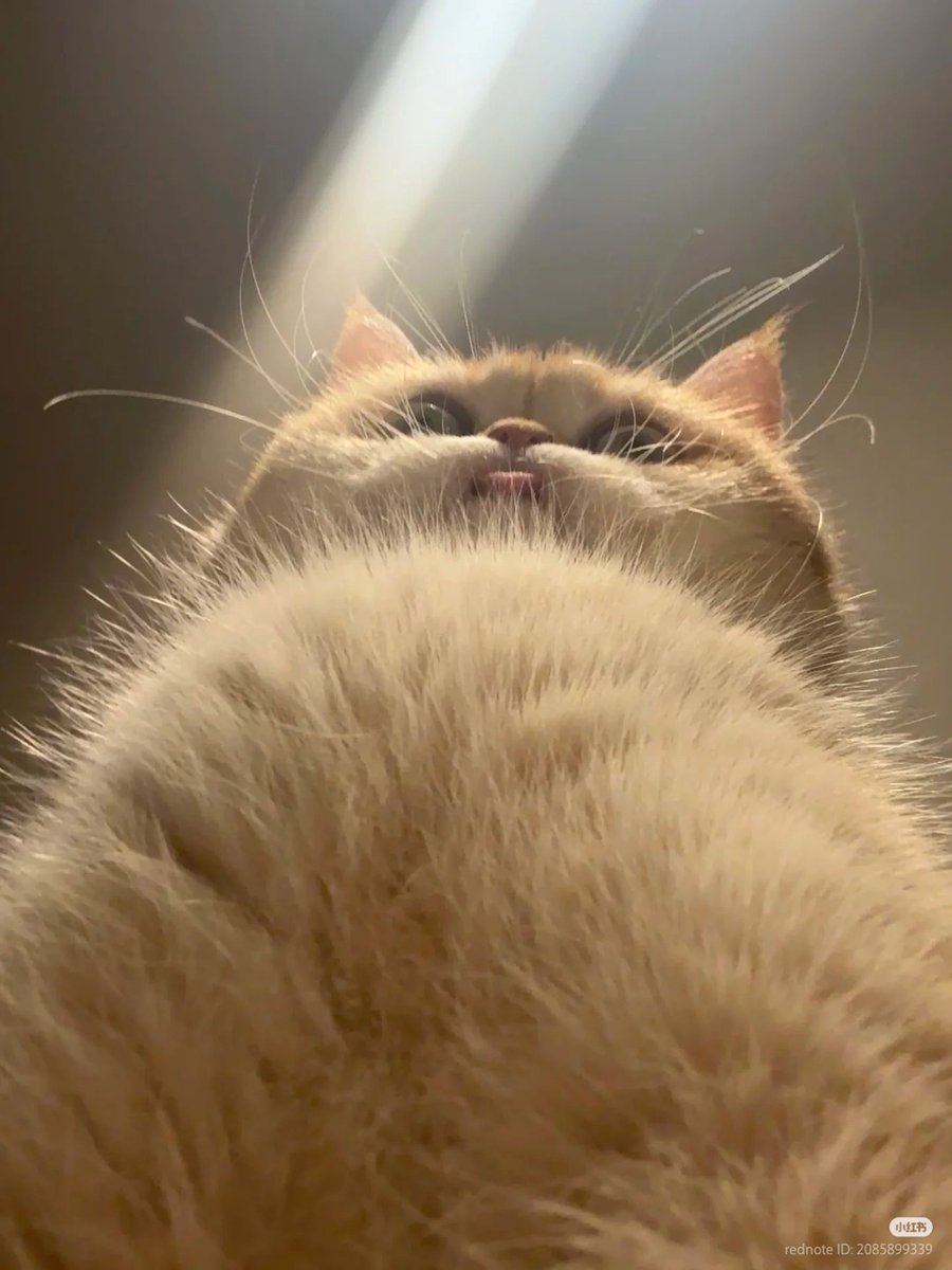 No Context Cats tweet media