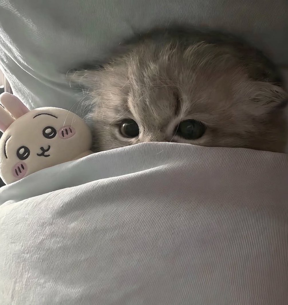 อันซีนツ tweet media