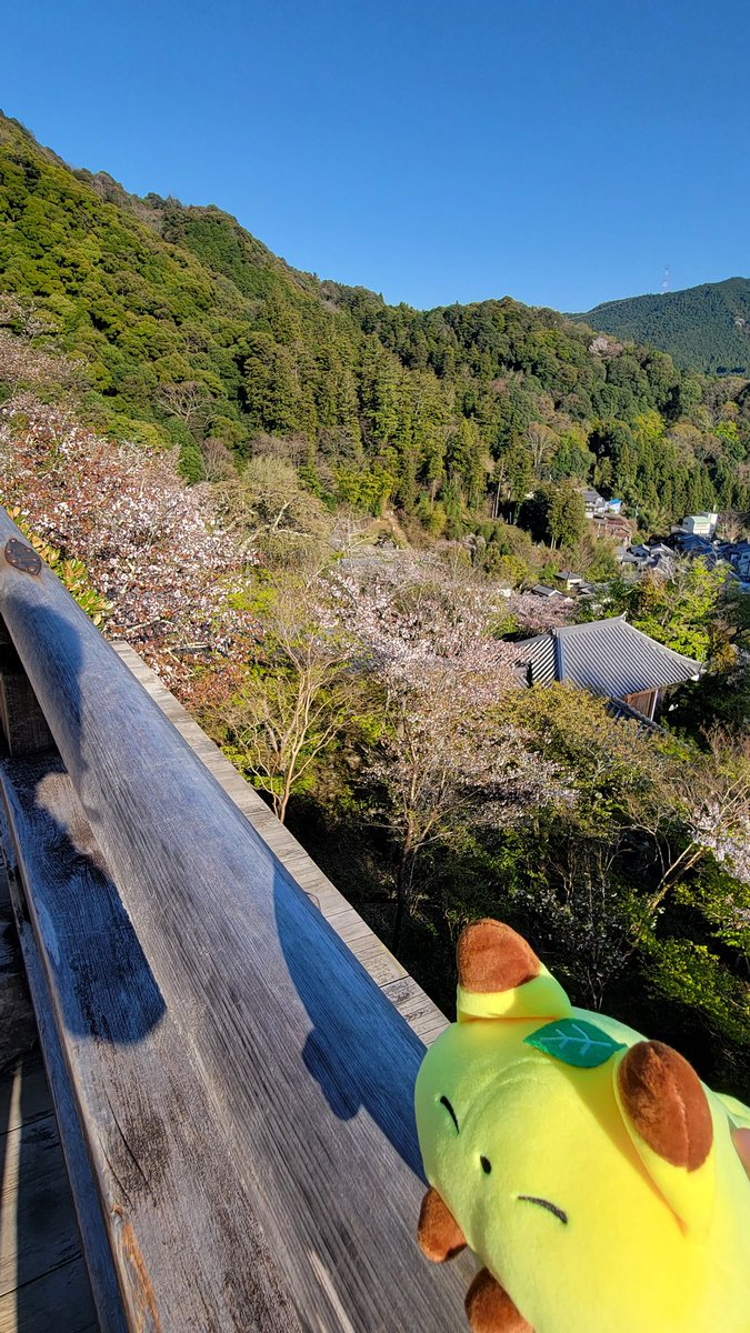 キタキツネ tweet media