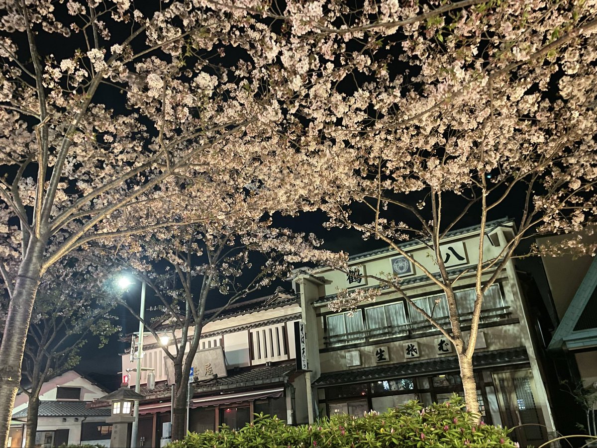 1174301's tweet photo. 昨夜の
鶴岡八幡宮 二の鳥居前の🌸
そろそろ終盤かな…

#段葛 https://t.co/nCFevyFWBl