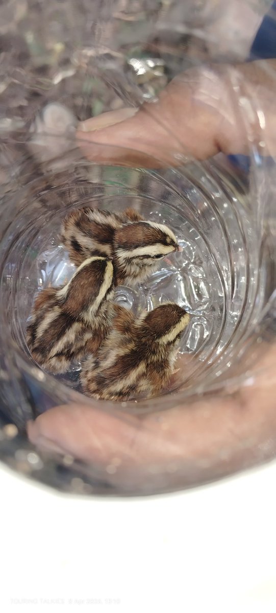 PChiruTweets's tweet photo. A tiny wonder of nature! ✨🐣

Look at this adorable little Quail chick cozying up in its nest. Sometimes the smallest things take up the most room in our hearts. 🌿❤️

#Nature #Wildlife #TinyMiracle #BirdLovers #NaturePhotography https://t.co/JHS9Cr2YyT