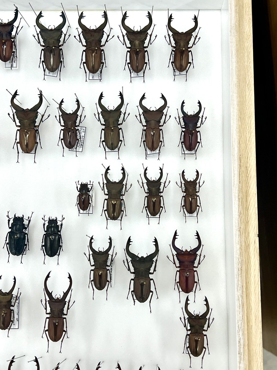 キクロ マニア tweet media