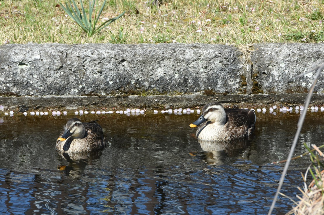 CampSendaiPR's tweet photo. 【🐦＜第２話＞仙台カルガモ物語🐦】
　春のポカポカ陽気の中、ウトウトと気持ちよさそうに居眠り😴・・・突然、スイッチＯＮ‼️元気よく池にダイブしました💦🐦
＃自衛隊　＃仙台　＃カルガモ　＃癒し https://t.co/YR0pSGGzyg