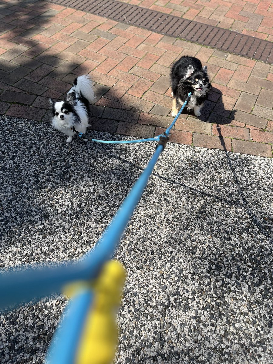 いたる tweet media