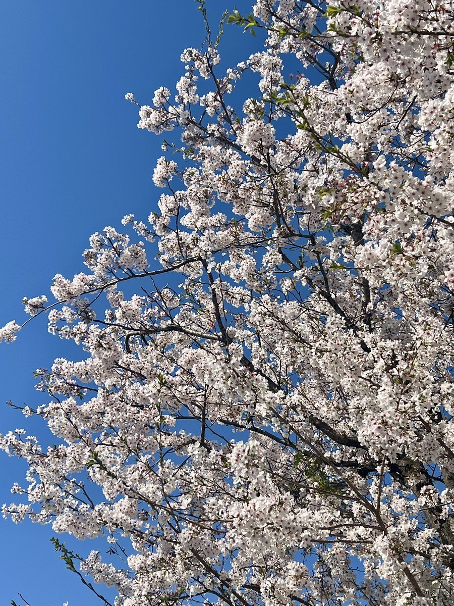 𝕔𝕙𝕒𝕣𝕝𝕖𝕤𝕞𝕖𝕨シャルルミュウ🍒ぢょん子 tweet media