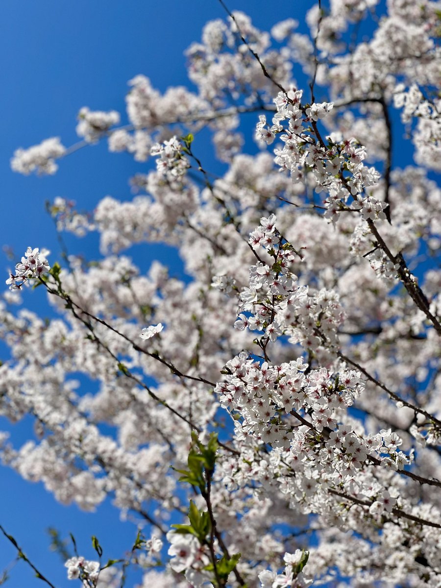 𝕔𝕙𝕒𝕣𝕝𝕖𝕤𝕞𝕖𝕨シャルルミュウ🍒ぢょん子 tweet media