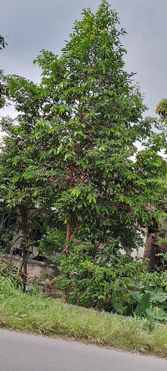 otisram nalrapus🇲🇨 tweet media