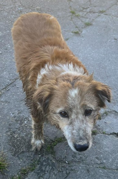 Missing Animaux 81 tweet media