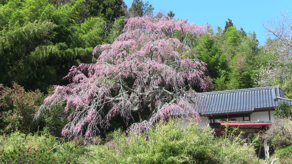 asakano2000's tweet photo. @DigitalmoreTV 
2026.4.8　福島の桜　④ https://t.co/fWpUalmNRI
