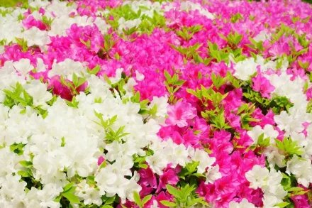 ゚*☆*॰桃代॰*☆*゚ 𝓜𝓸𝓶𝓸𝔂𝓸 tweet media