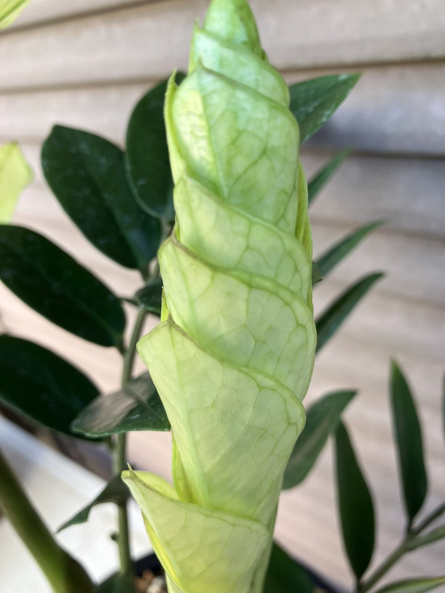 ソケ939 tweet media