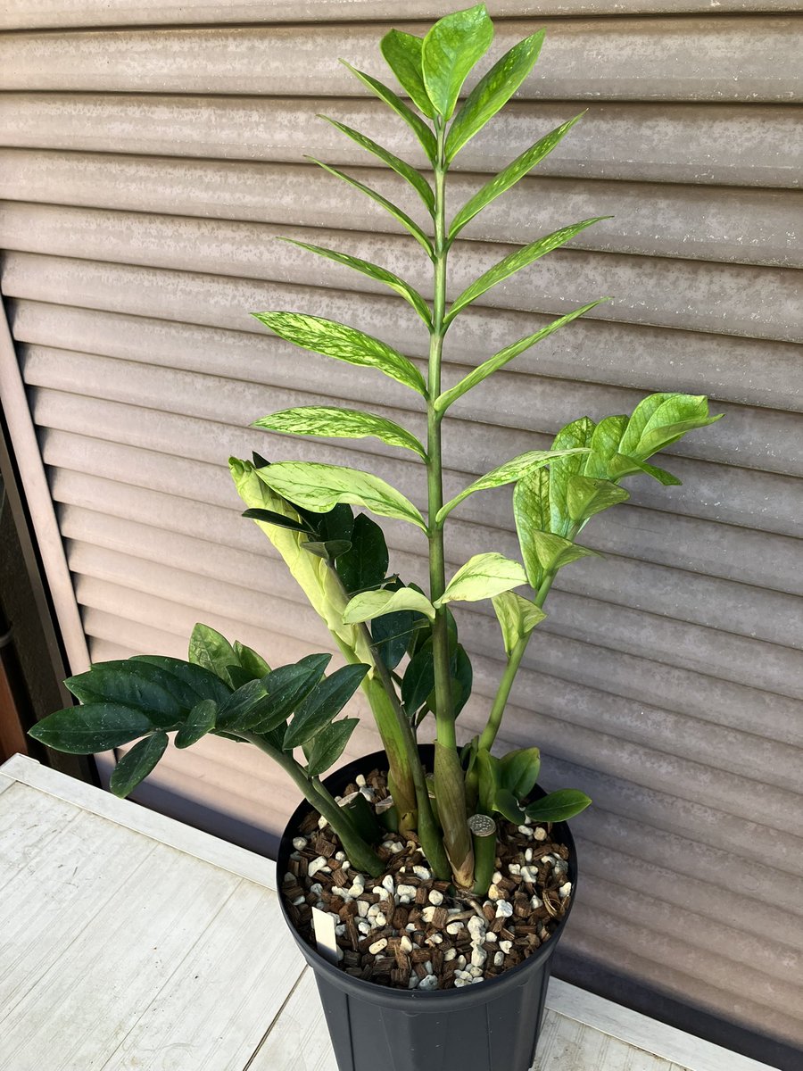 ソケ939 tweet media