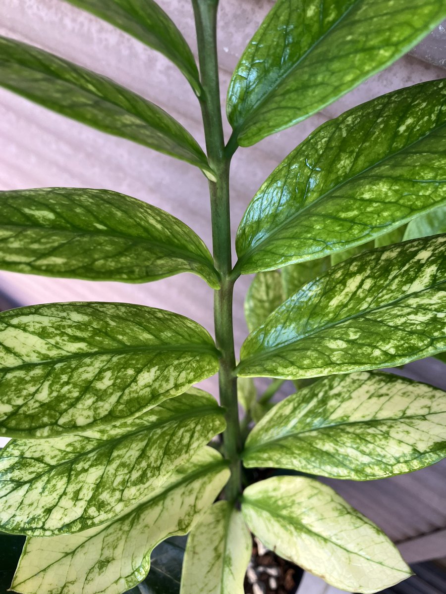 ソケ939 tweet media