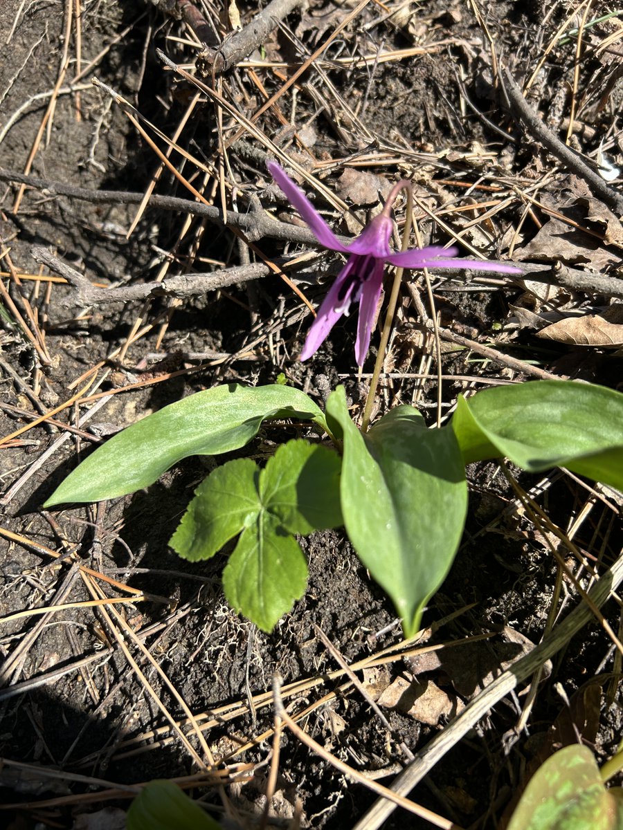 東北大学浅虫海洋生物学教育研究センター tweet media