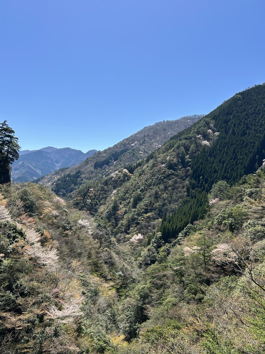 【自然遊撃隊】こうへい⛏️ tweet media