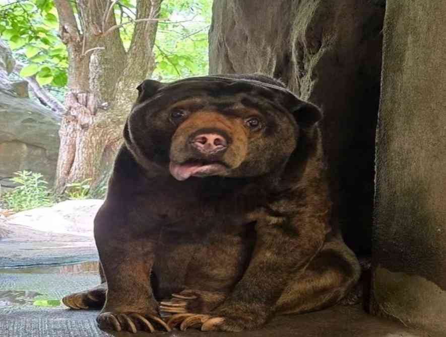 BoneBagooner tweet media