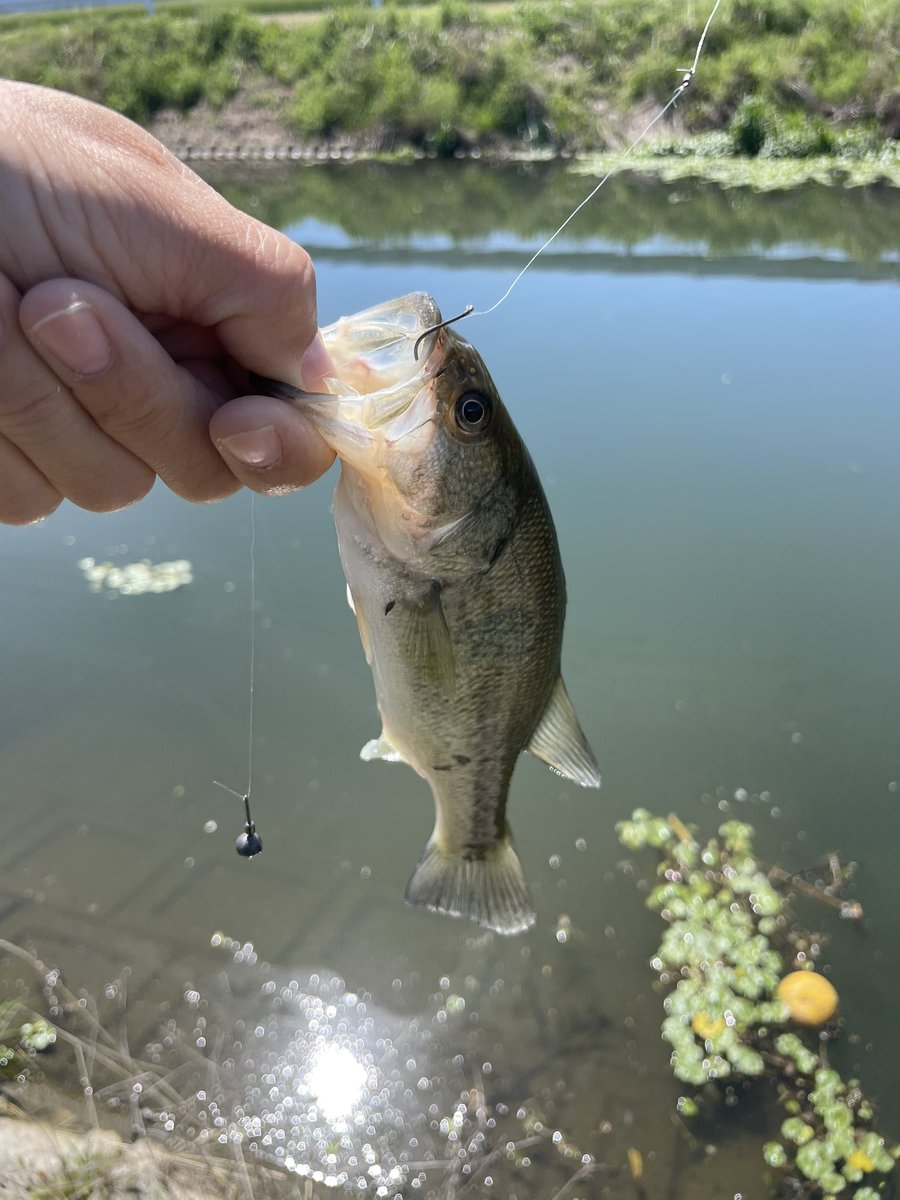 ティンゴ tweet media