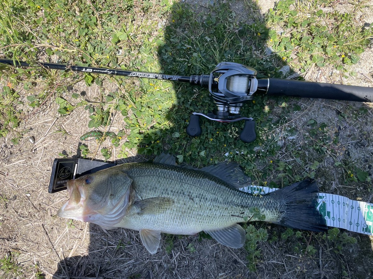 ティンゴ tweet media