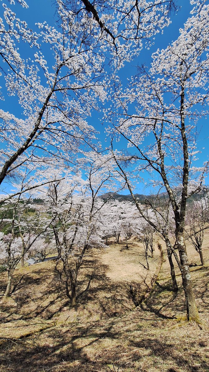 兵庫県香美町、御殿山公園の桜、まだまだきれいです? いいお天気で 