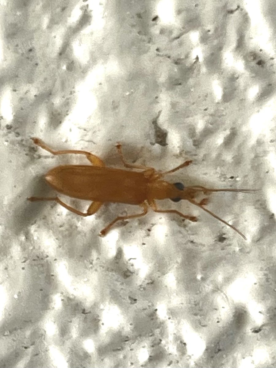 cloud9_143's tweet photo. マンションに
カミキリモドキでた。
通称 やけど虫

この時期増えるんだよね

身に覚えのない
水膨れとか腫れはたぶんコレ

気をつけてね！in 石垣島 https://t.co/Lq1jWtoNXi