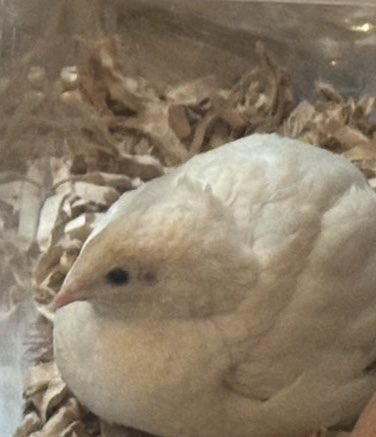 ゆゆうずら tweet media