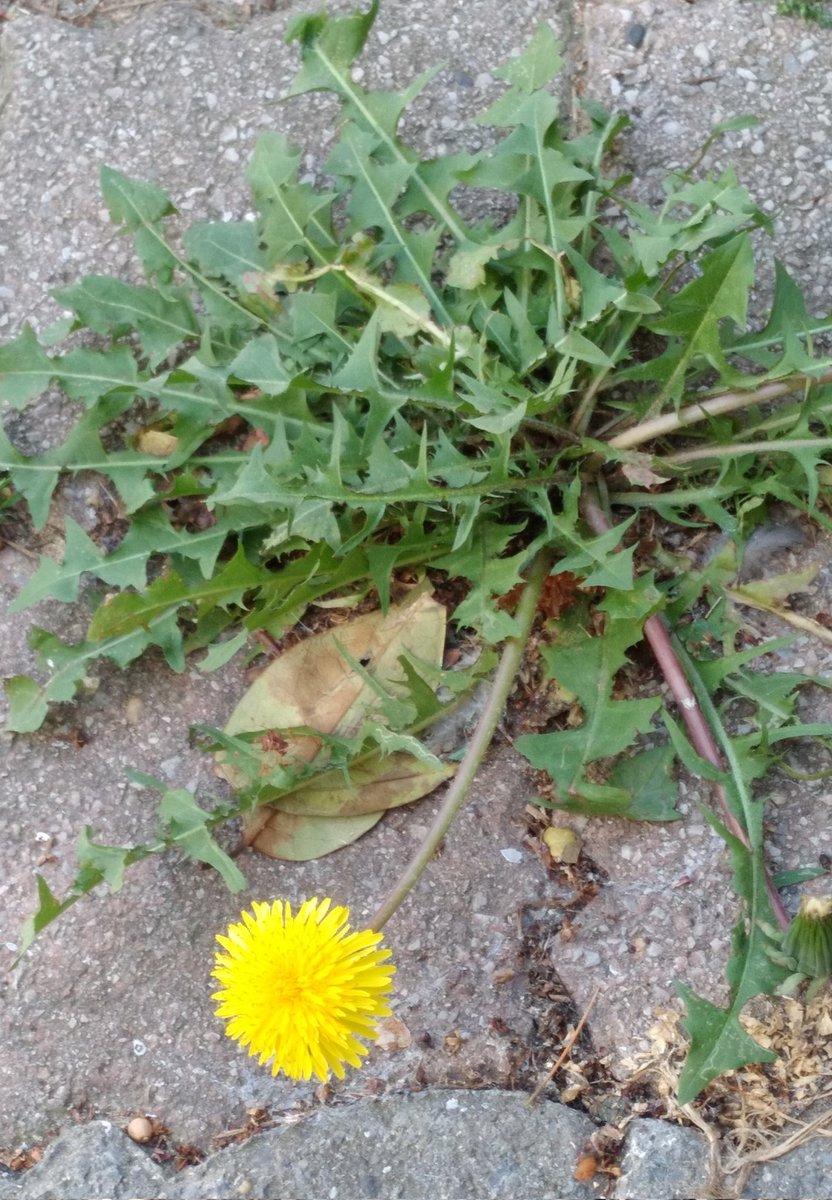 Şebnem Lale Dursun⚘ tweet media