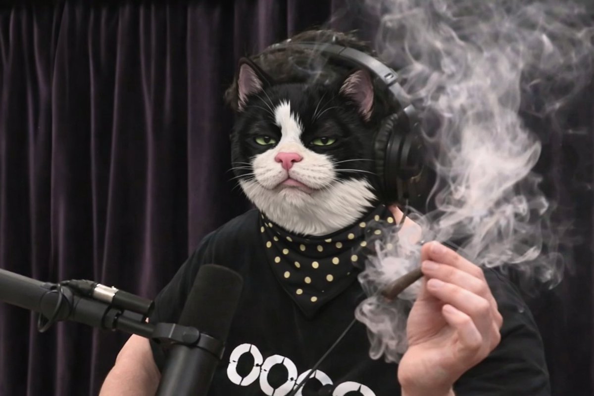 Catsby 🐱 tweet media