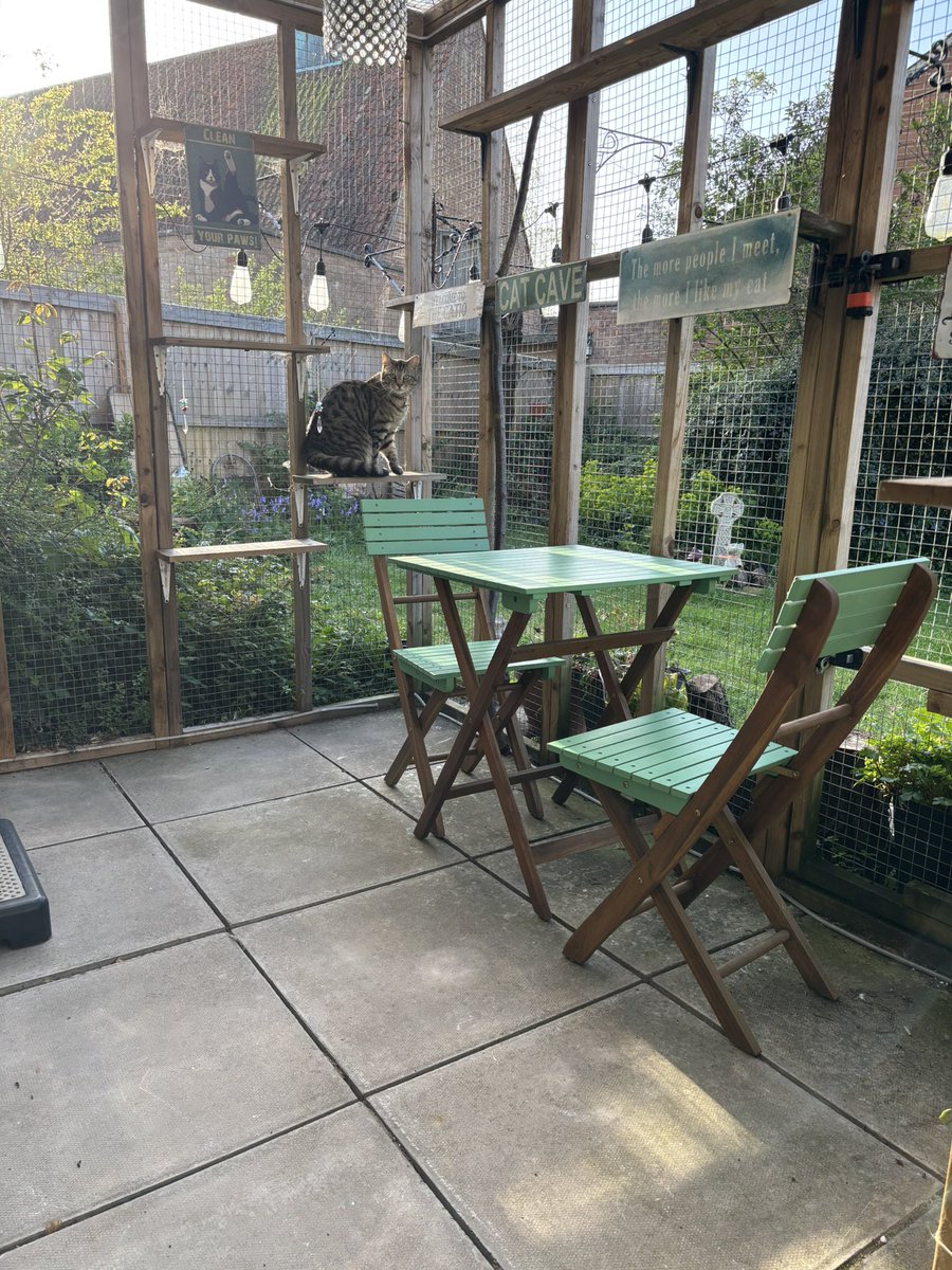 Teddy Bear - The Vicarage Meow 😺 tweet media