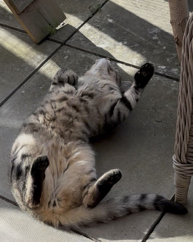 Teddy Bear - The Vicarage Meow 😺 tweet media