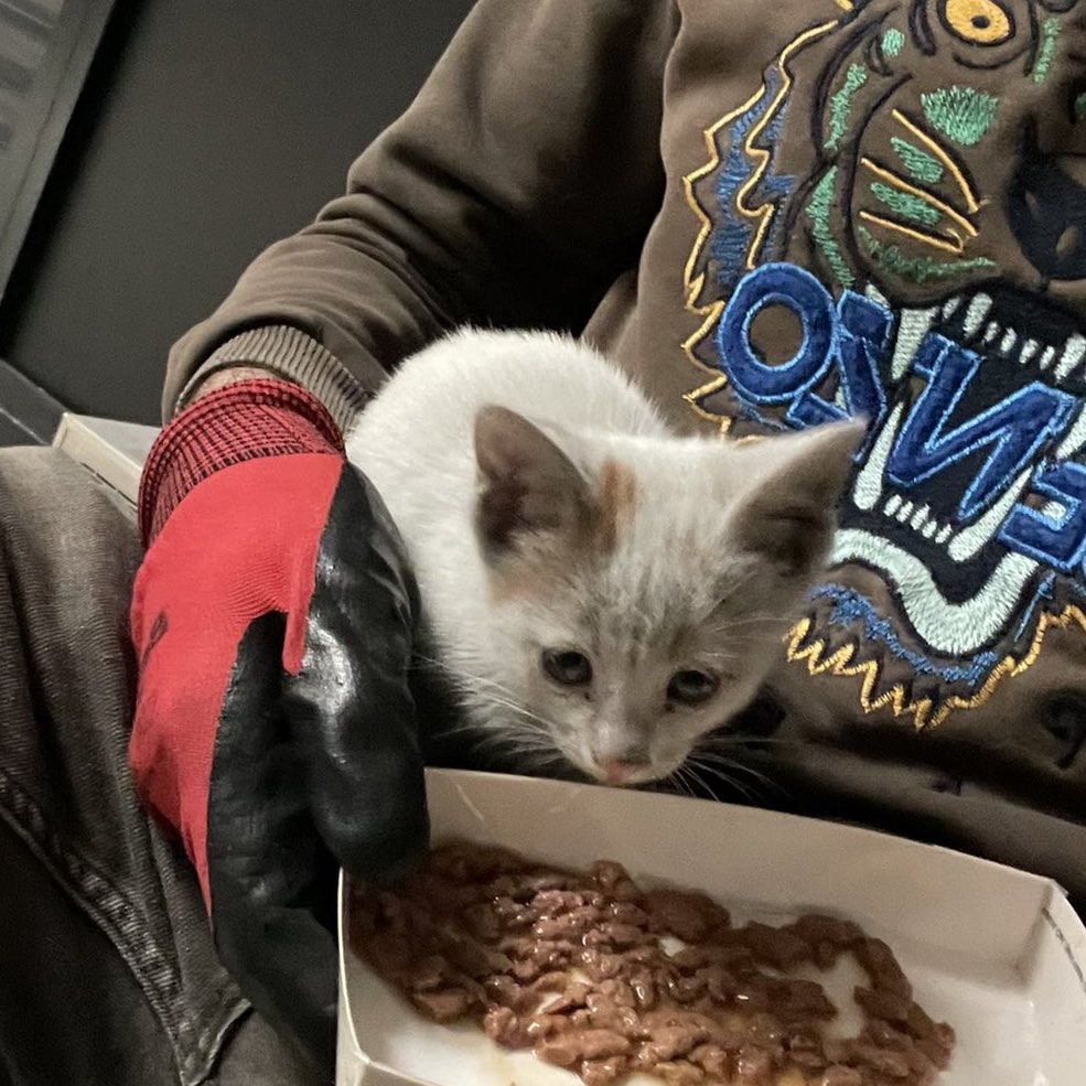 danasu naz tweet media