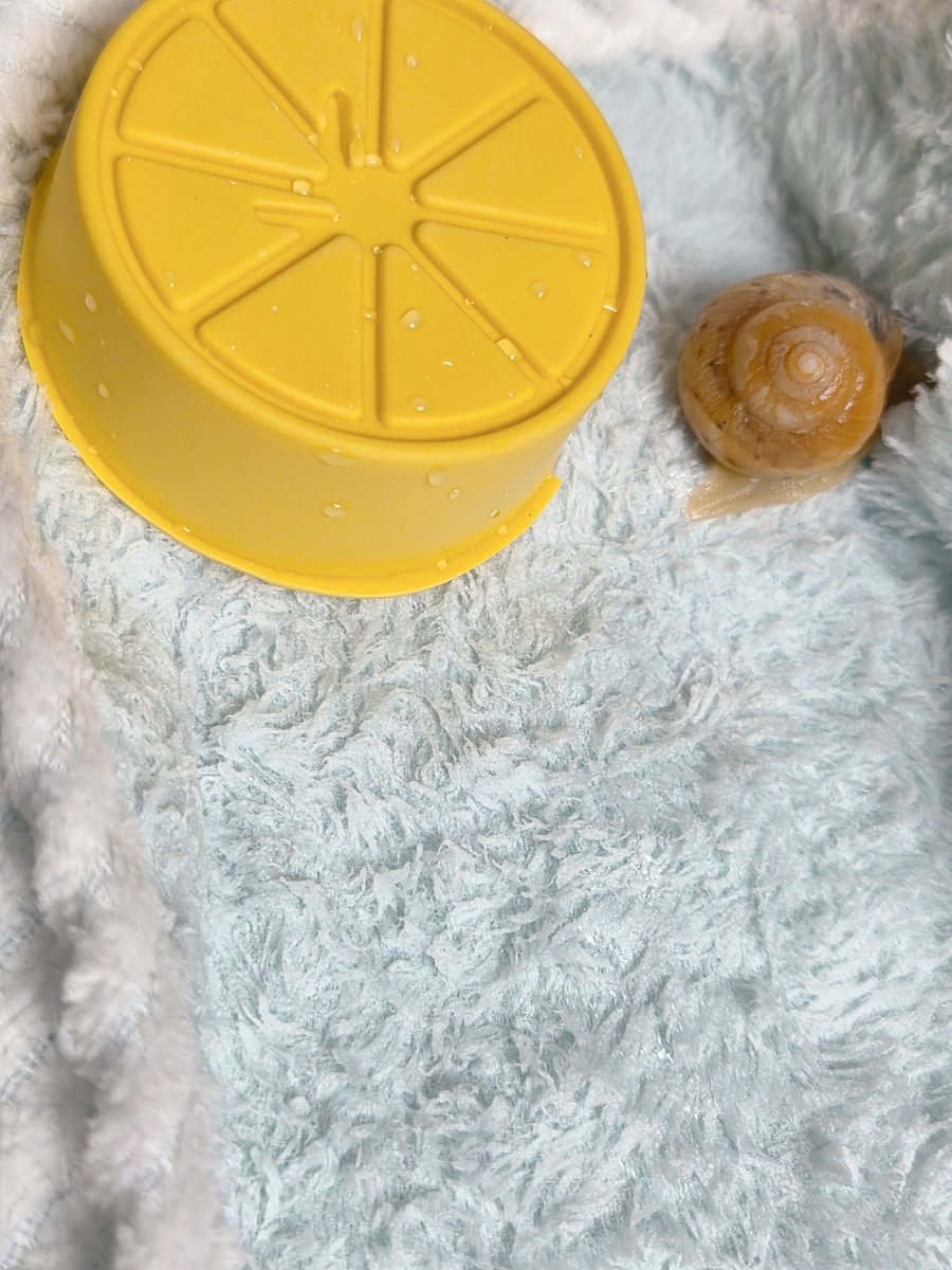 테풀잎 tweet media