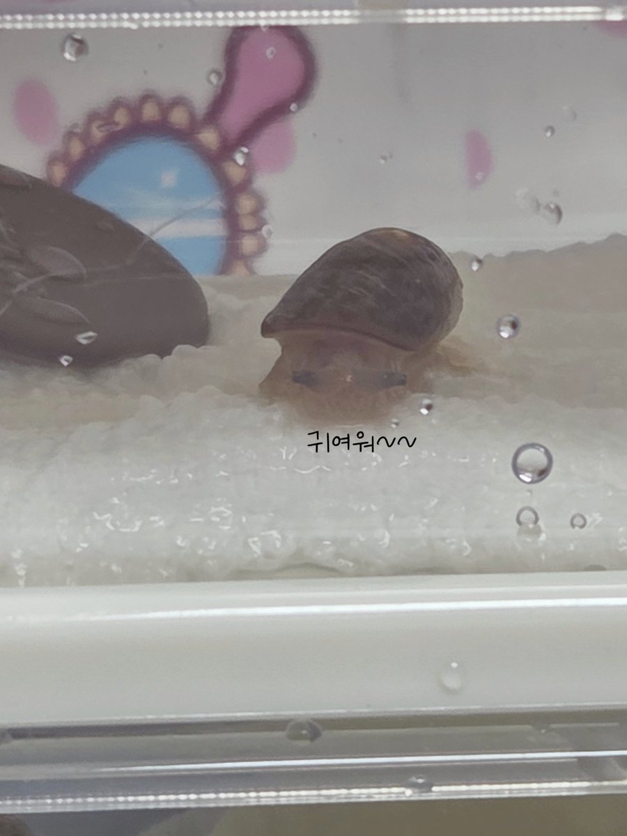 테풀잎 tweet media