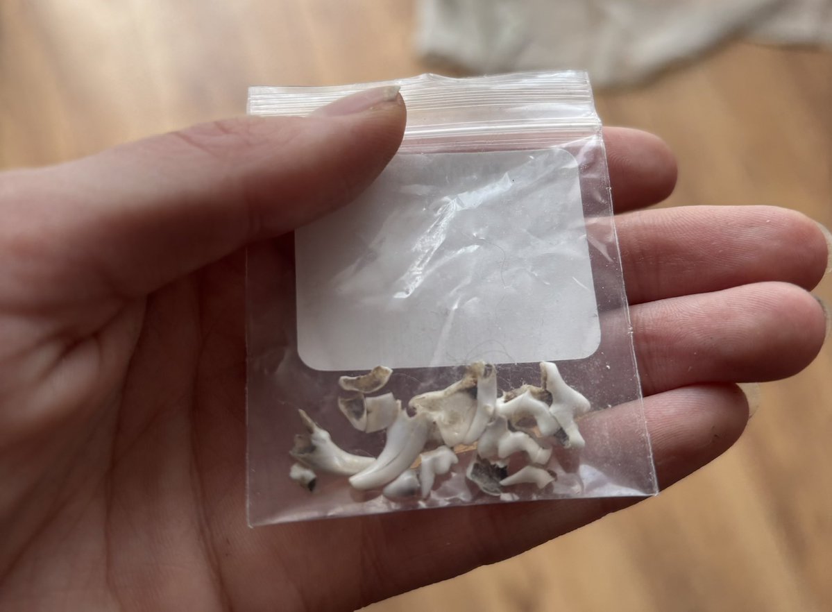 Anete Lukstina-Pimane tweet media