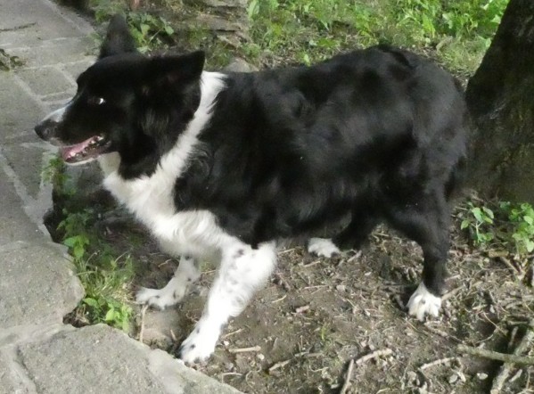 Missing Animaux 81 tweet media