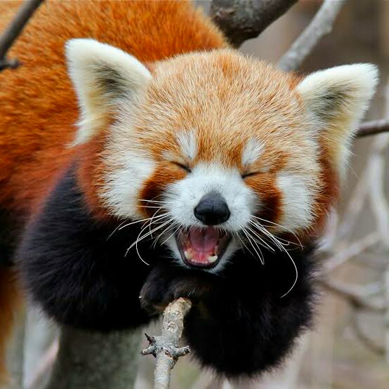 2White_jets tweet media