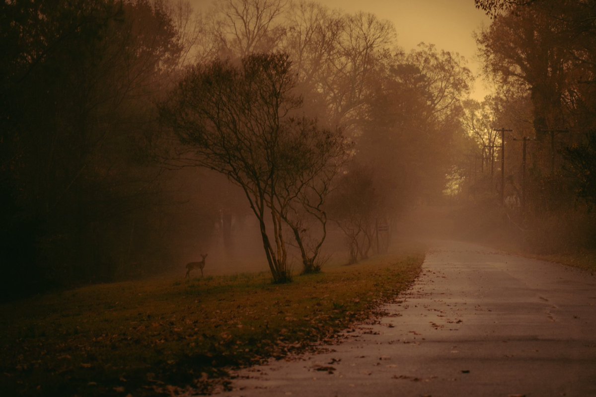 Christopher Mccurdy tweet media