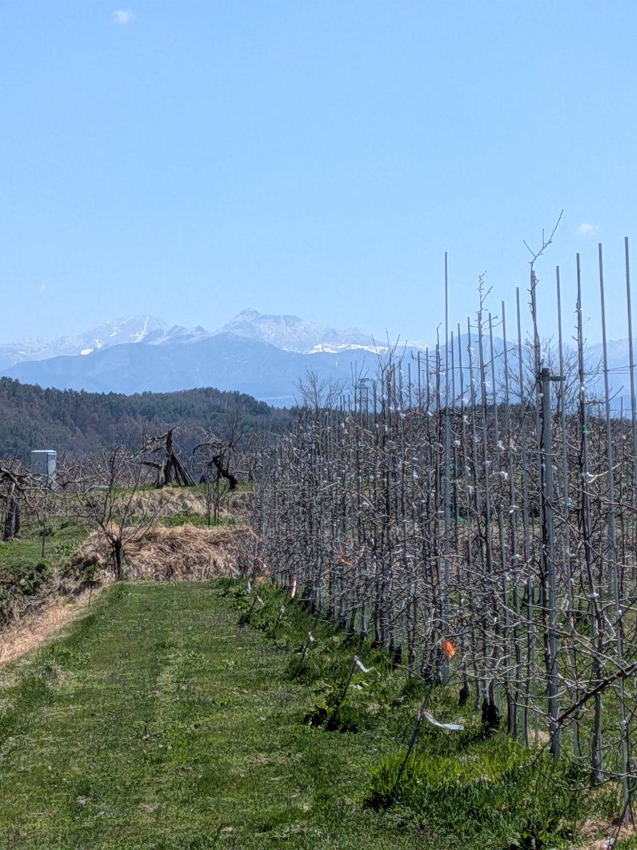 🍎小山園🍎 tweet media