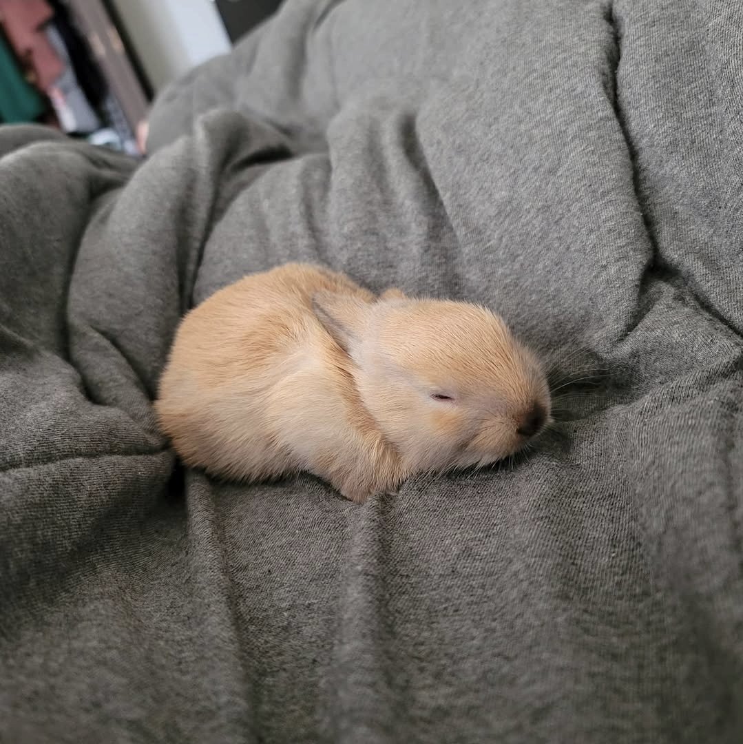 Jennifer D'aww tweet media