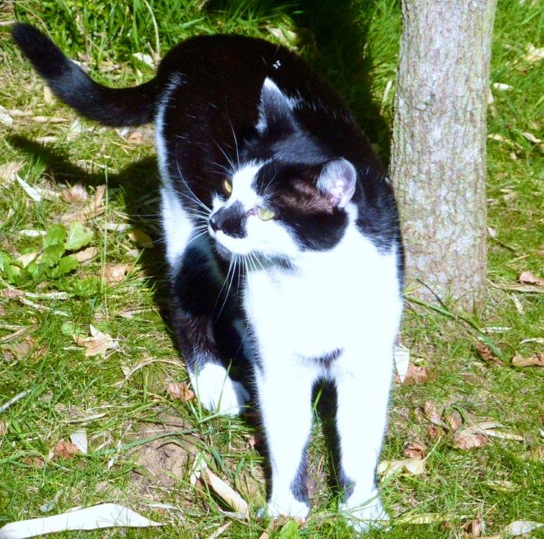 KittyFreddy tweet media