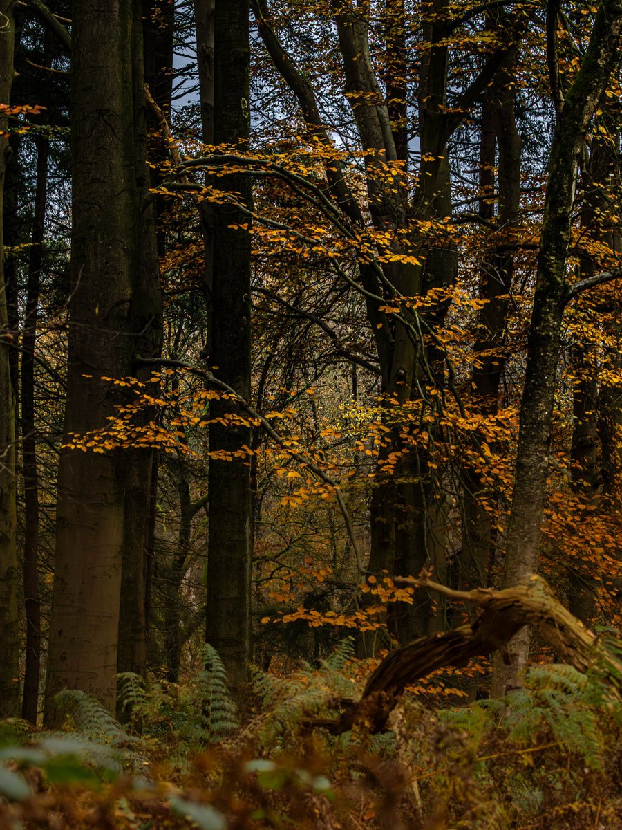 #camer_A_pril #inhetbos <a href="/jolandabrwr/">JoLaNDa_hobbyfotograaf</a>