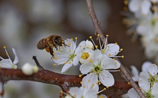 PMontemarcello's tweet image. Le #api sono insetti straordinari e fondamentali per l'ecosistema e la biodiversità dell’intero pianeta,, capaci di volare a 24 km/h e visitare migliaia di fiori al giorno.
#parcomontemarcellomagravara #21aprile #biodiversità #beactiveliguria #lamialiguria #liguriapreziosa