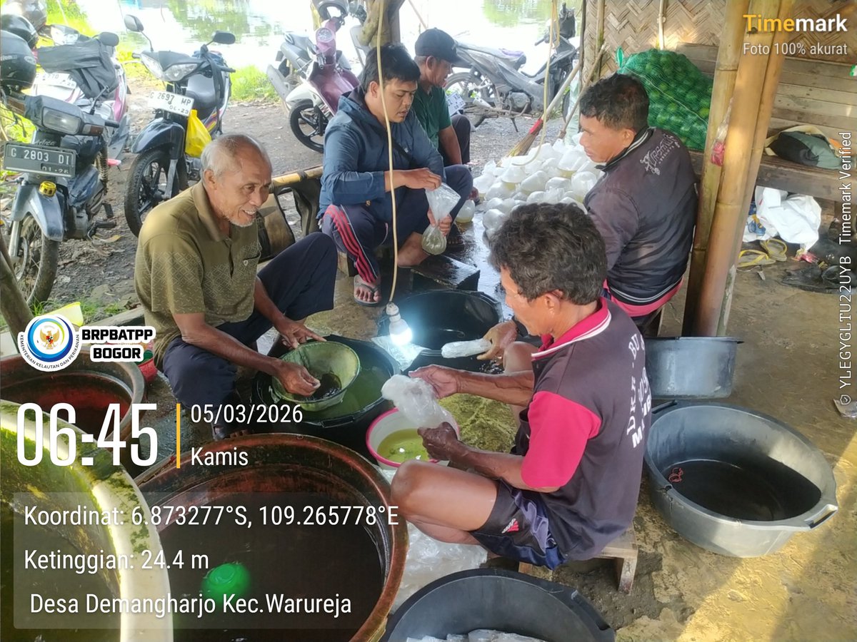 onimaedah's tweet photo. Kamis,5 Maret 2026
Kegiatan pendampingan akses pasar benur udang pada pokdakan berkah Benur Delor desa demangharjo kec warureja kab Tegal .. https://t.co/Ozylp2lLmI