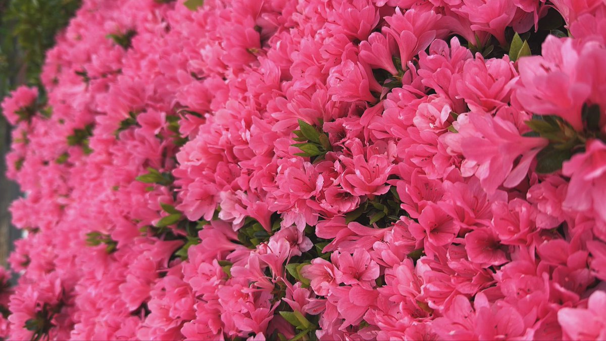 海藤あいか/ Aika Kaito /てぃん tweet media