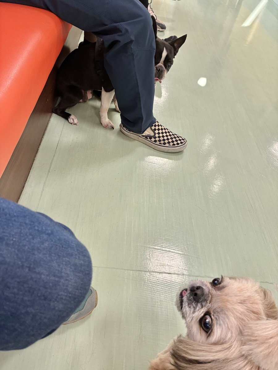 🐶今日もお花見かと思ったじょ💦今日はブルブルしない😼

狂犬病💉とフィラリア💊
診察前に近所お散歩してから病院入ったら🏥なぜかいつもの
:;(∩´﹏`∩);:  がない！ナゼ？🤔