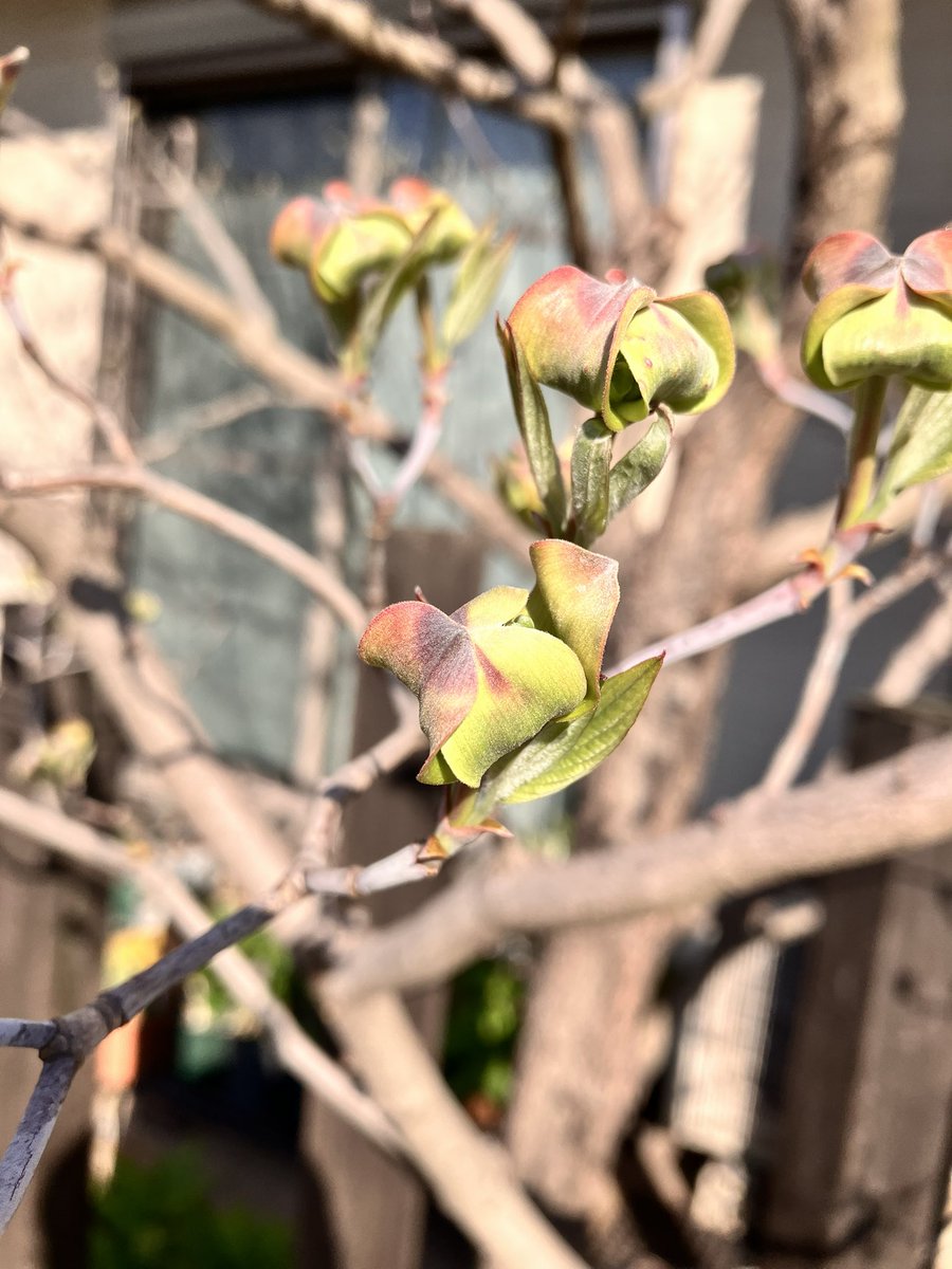 くるくるノービィ tweet media