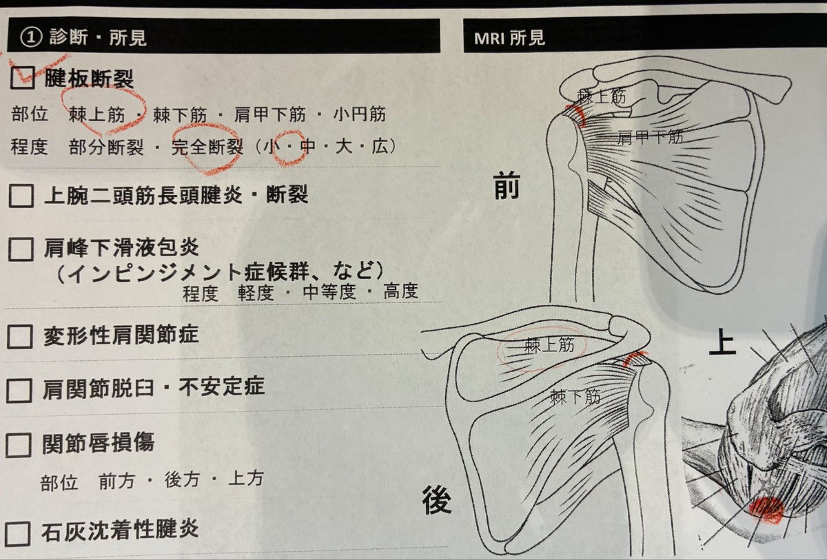 さくら君　海に行こう！🏖️ tweet media
