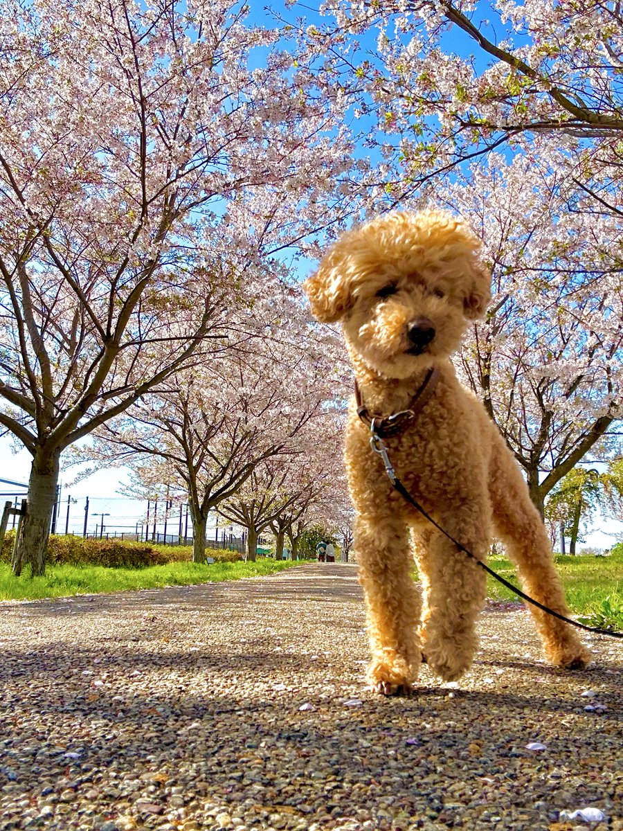 4/8  鼻炎

鼻炎（花粉症）の薬が効きづらくなってきたっ！🥲
……これって、ぷ〜太の身体に花粉と埃が大量に蓄積されたサインなんだよなぁ〜😭

今日、シャンプーしようかなぁ〜🧴💦
でも、ドライヤーが戦いになるんだよなぁ〜💢

#トイプードル  #老犬
葉桜だけどまだ綺麗↓