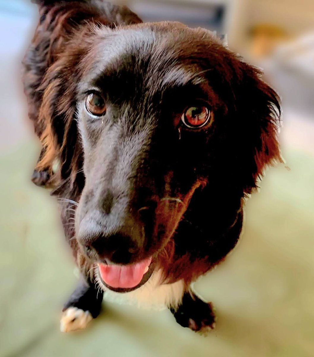 Second Chance Dog Rescue tweet media