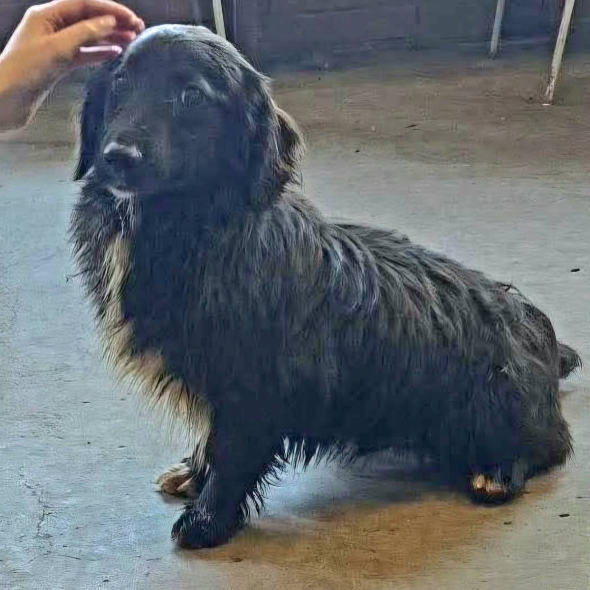 Second Chance Dog Rescue tweet media