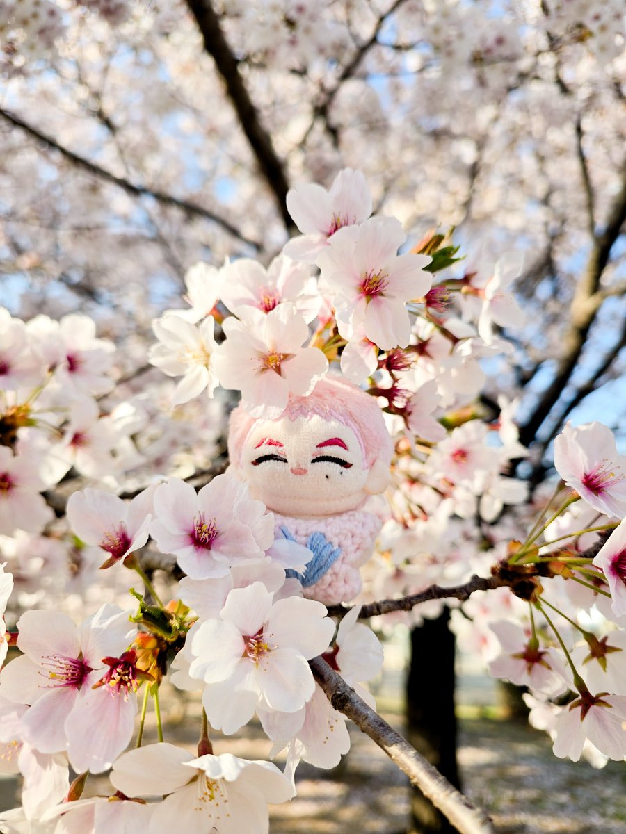 🛳🛳배배 tweet media